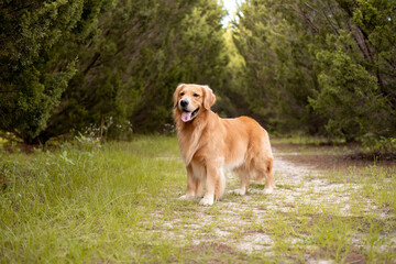 Golden standing on a dirt path in the forest among tall and dark cypress trees