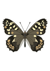 butterfly on white background