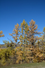 Fototapeta premium Orange larch trees on the mountain slopes in Altai in autumn