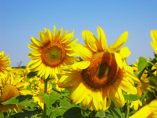 Obraz premium sunflower of blue sky