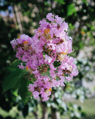 pink lilac flowers