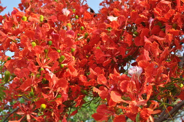 Gulmohar red summer flowers,Kerala India .