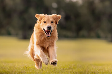 An adult Golden Retriever dog plays and runs in a park an open field with green grass