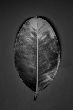 Hoja de &aacute;rbol