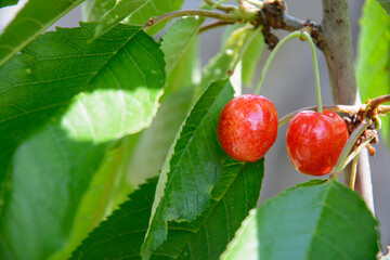 Red and sweet cherries on a branch just before harvest in early summer