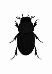 black beetle isolated on white