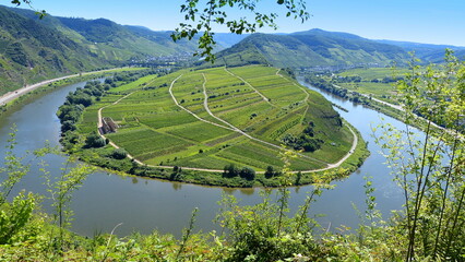 atemberaubender Blick auf die Moselschleife vom Calmont bei Bremm