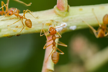 Weaver ants or green ants  Scientific name Oecophylla smaragdina  find food.