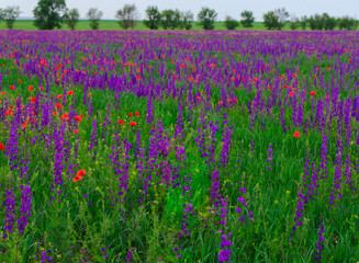 Fototapeta na wymiar A bright flowering field of sage and poppies. Green-lilac background with splashes of red.
