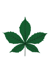 green leaf isolated on white