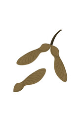 Maple tree seeds