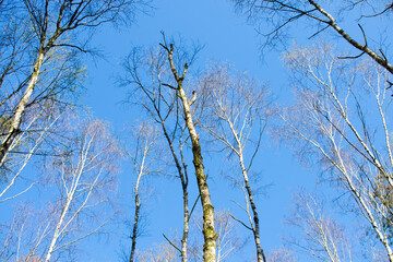 Tree trunks and branches against blue sky.  High tree shapes / silhouettes on the bright clear blue sky on sunny day in spring / summer / autumn 