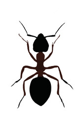 Ant