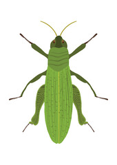 green grasshopper isolated on white background