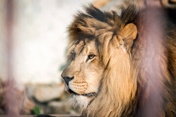 Close-up of an adult lion. A ferocious carnivore of the family Felidae. Lion in the zoo. Lying in a cage.