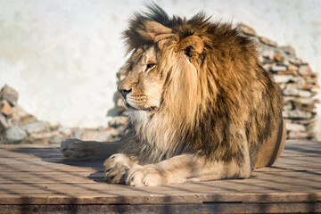Close-up of an adult lion. A ferocious carnivore of the family Felidae. Lion in the zoo. Lying in a...