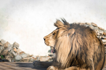 Close-up of a roaring lion. A ferocious carnivore of the family Felidae. Lion in the zoo. Open...