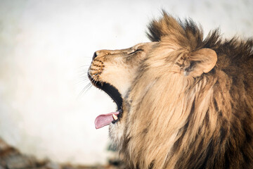 Close-up of a roaring lion. A ferocious carnivore of the family Felidae. Lion in the zoo. Open...