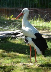 Storch
