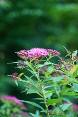 Pink flowers of spirea plant