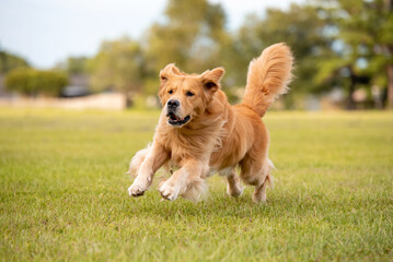 An adult Golden Retriever dog plays and runs in a park an open field with green grass