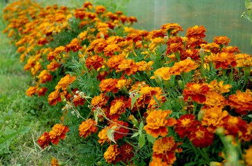 Marigold flowers of the genus Aster