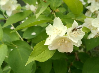 mosquito on a beautiful white jasmine flowers in summer