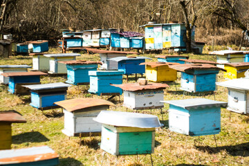 Multiple blue and yellow wooden beehive boxes