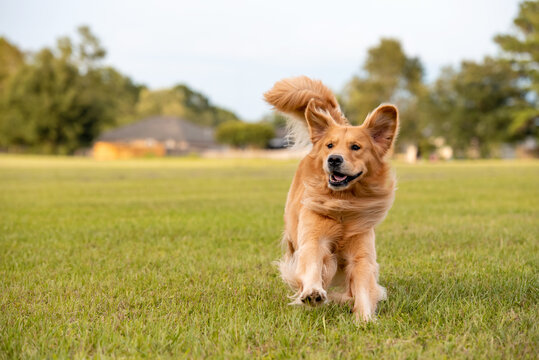 An adult Golden Retriever dog plays and runs in a park an open field with green grass