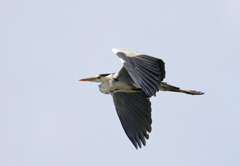 Gray Heron in flight, Ardea cinerea