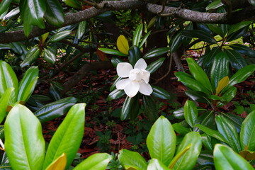 Ivory white flower of a Southern magnolia tree