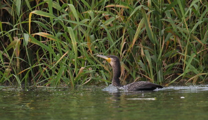 Great Cormorant in river, Phalacrocorax Carbo