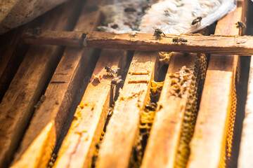 Honey bees walking on the wooden beehive, top view