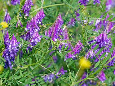Bl&uuml;hende Vogelwicken, Vicia cracca, im Sommer