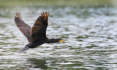 Great Cormorant in flight, Phalacrocorax Carbo