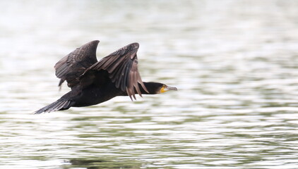 Great Cormorant in flight, Phalacrocorax Carbo