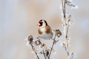 The goldfinch is sitting on the grass in a beautiful pose. His legs are splayed out. Snow on the grass. The bird looks at the camera.
