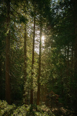 Obraz premium forest in the morning