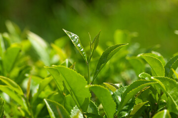 Green tea bush