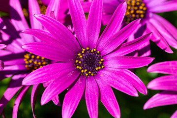 Purple flower in the garden; Osteospermum ecklonis. Spring season.