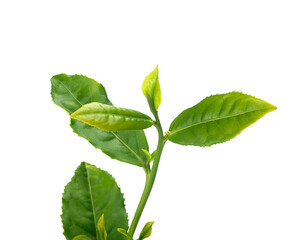 Tea branch with top leaves