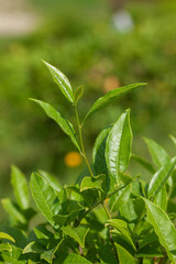 Fototapeta na wymiar Tea bush with top leaves