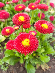 Daisy (in german Gänseblümchen or Margritli) Bellis perennis