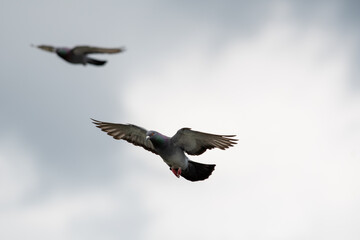 Rock pigeon gliding in the air.   Vancouver BC Canada
