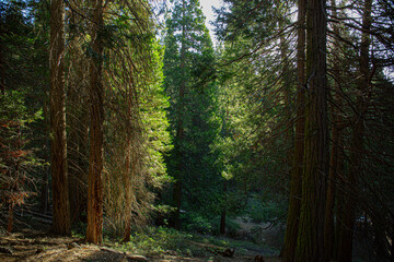 Fototapeta premium path in the woods