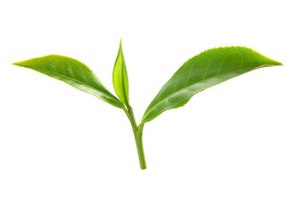 Tea branch with top leaves