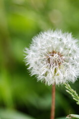 Dandelion flower going to seed during the summer season in Canada.