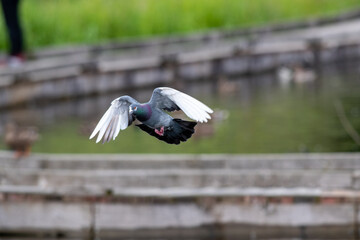 Rock pigeon flying in the air.   Vancouver BC Canada
