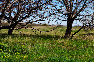 two tree trunks on the field in spring