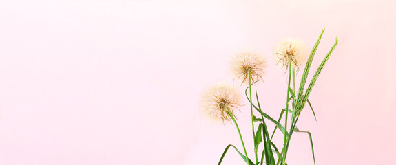 Creative summer concept with green spikes and white dandelion inflorescences on pink background. Close-up